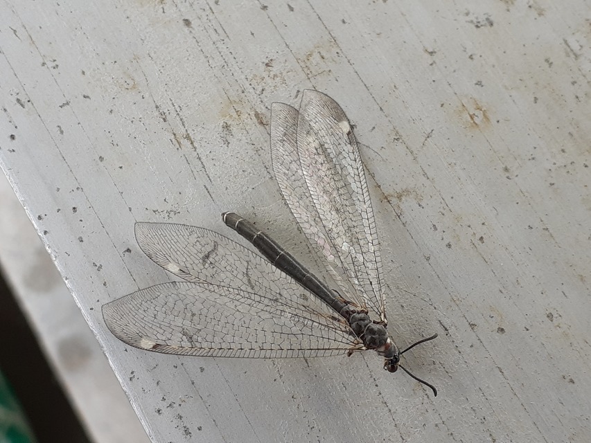 Myrmeleon