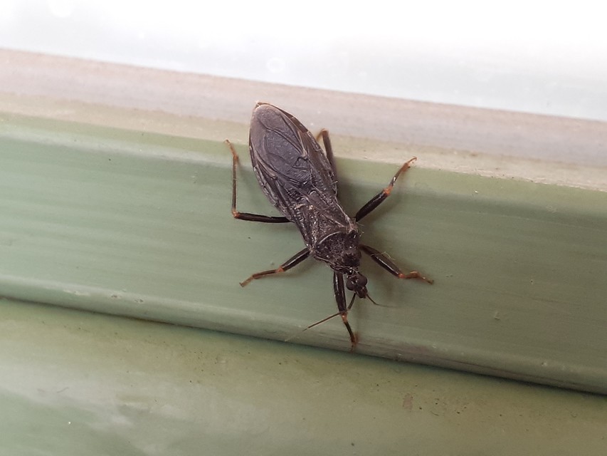 Reduvius personatus - szemetes zugpoloska