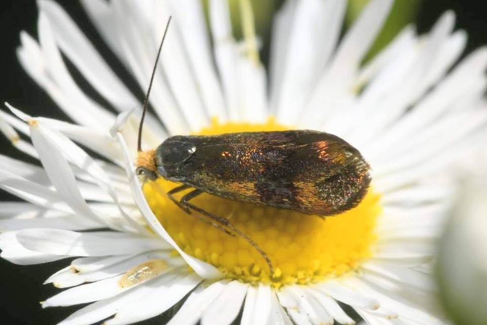 Nemophora fasciella - feketesávú tőrösmoly