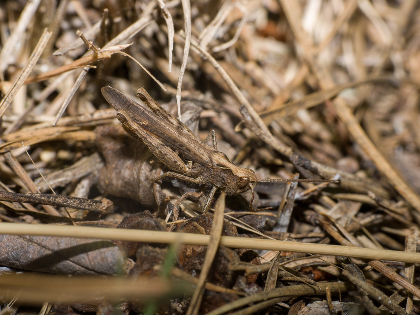 Chorthippus brunneus - közönséges tarlósáska