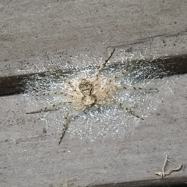 Philodromus poecilus - cifra karolópók