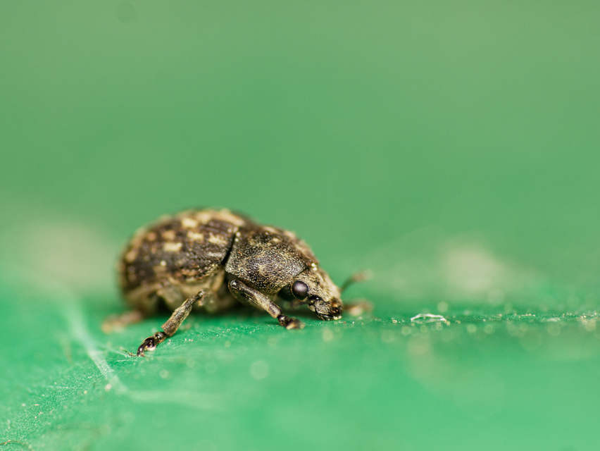 Anthribus nebulosus - ködfoltos pajzstetvész-orrosbogár