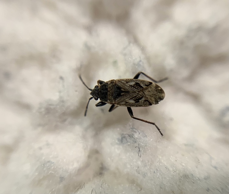 Sphragisticus nebulosus - foltos bodobács