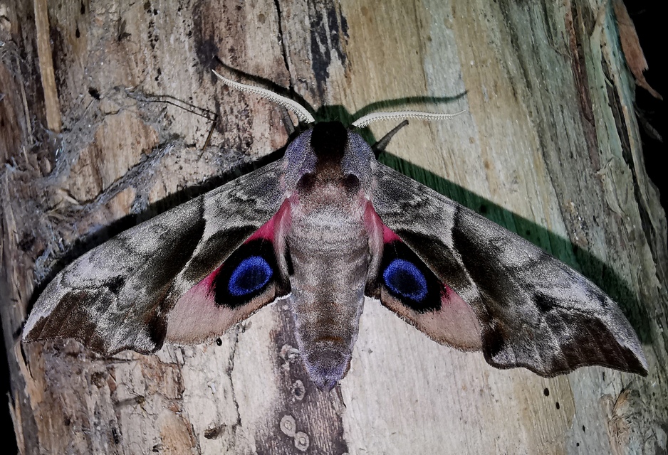 Smerinthus ocellatus - esti pávaszem