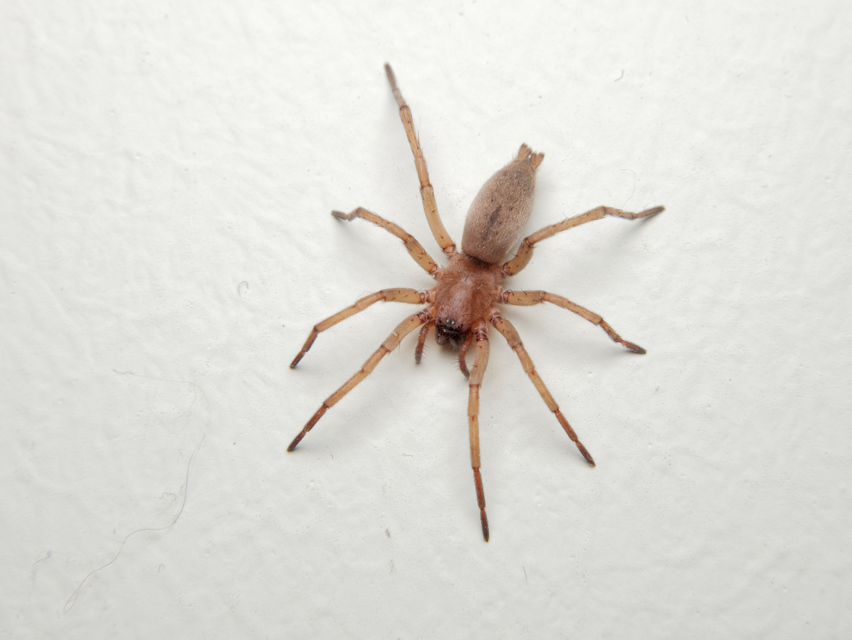 Drassodes/Drassodex