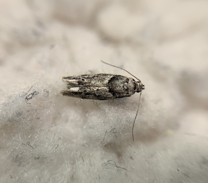 Recurvaria nanella - kis vörös-rügysodrómoly