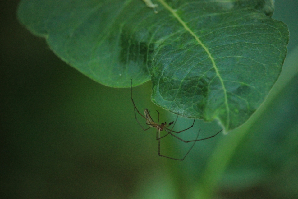Tetragnatha Tetragnatha