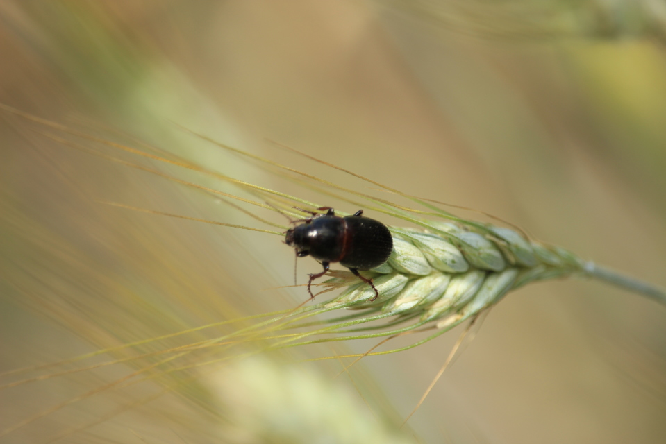 Zabrus tenebrioides - gabonafutó