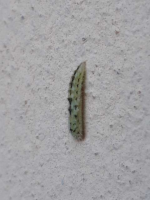 Emmelina monodactyla - közönséges tollasmoly
