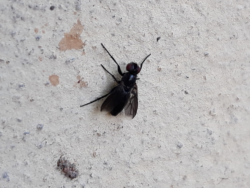 Melanophora roralis