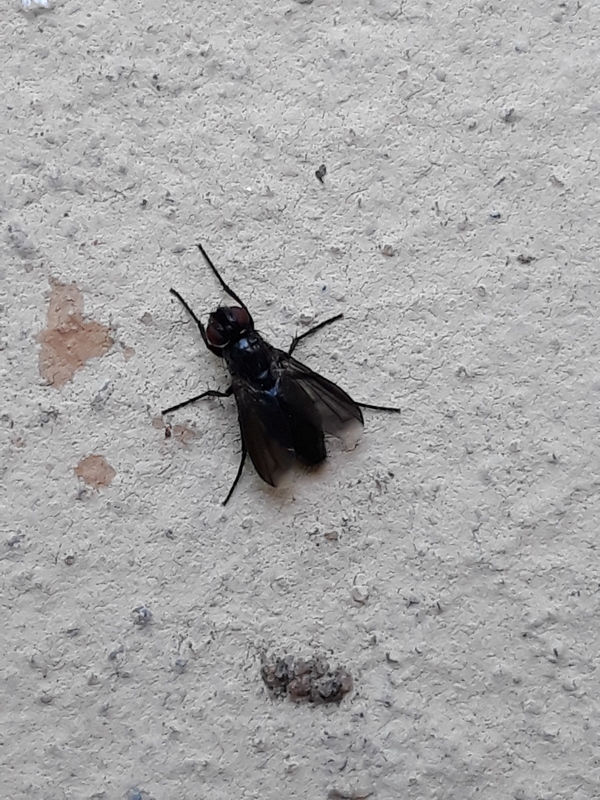 Melanophora roralis