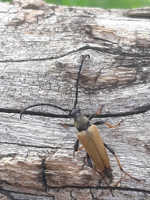 Stictoleptura rubra - vörös virágcincér