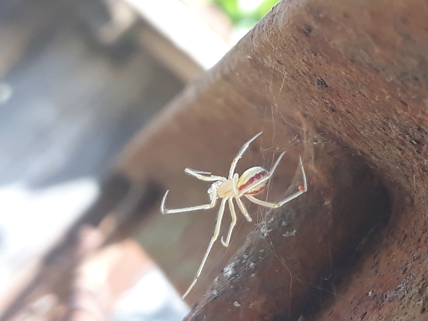 Enoplognatha ovata - vonalas törpepók