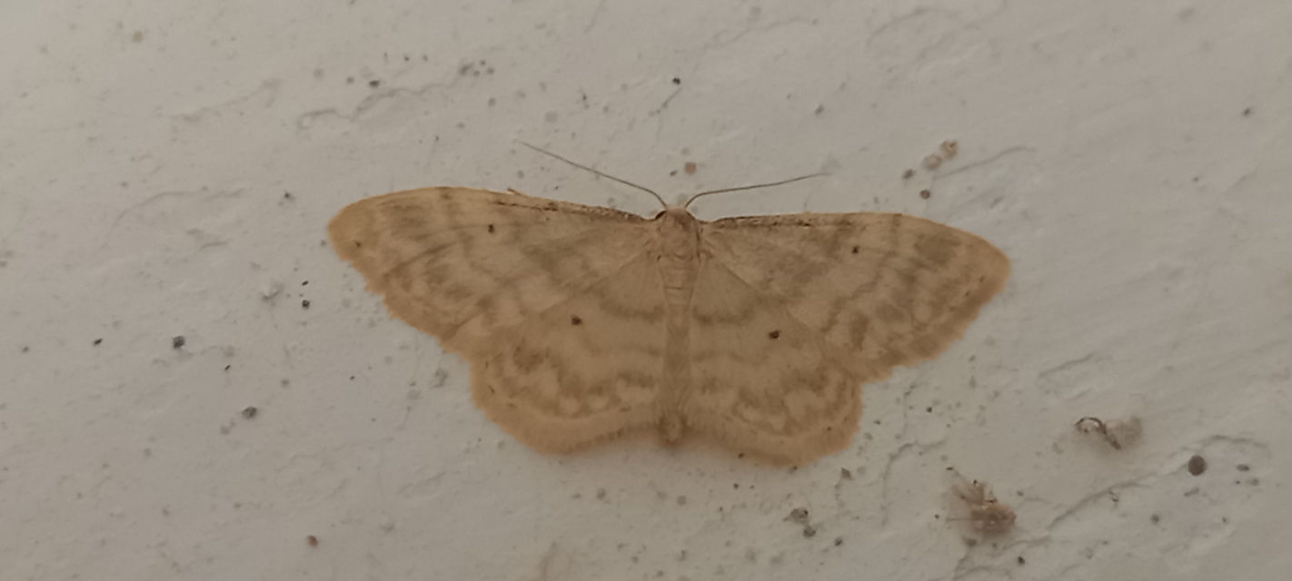 Idaea fuscovenosa - szürkeszélű apróaraszoló