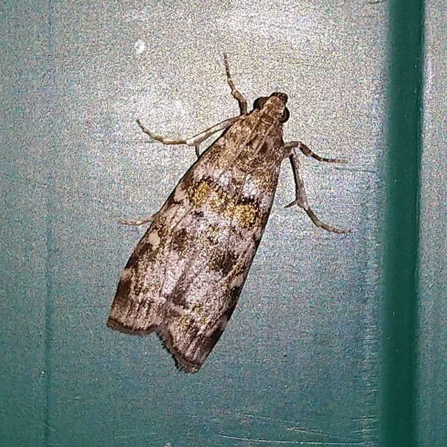 Dioryctria