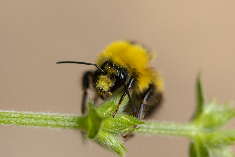 Bombus haematurus - mediterrán poszméh