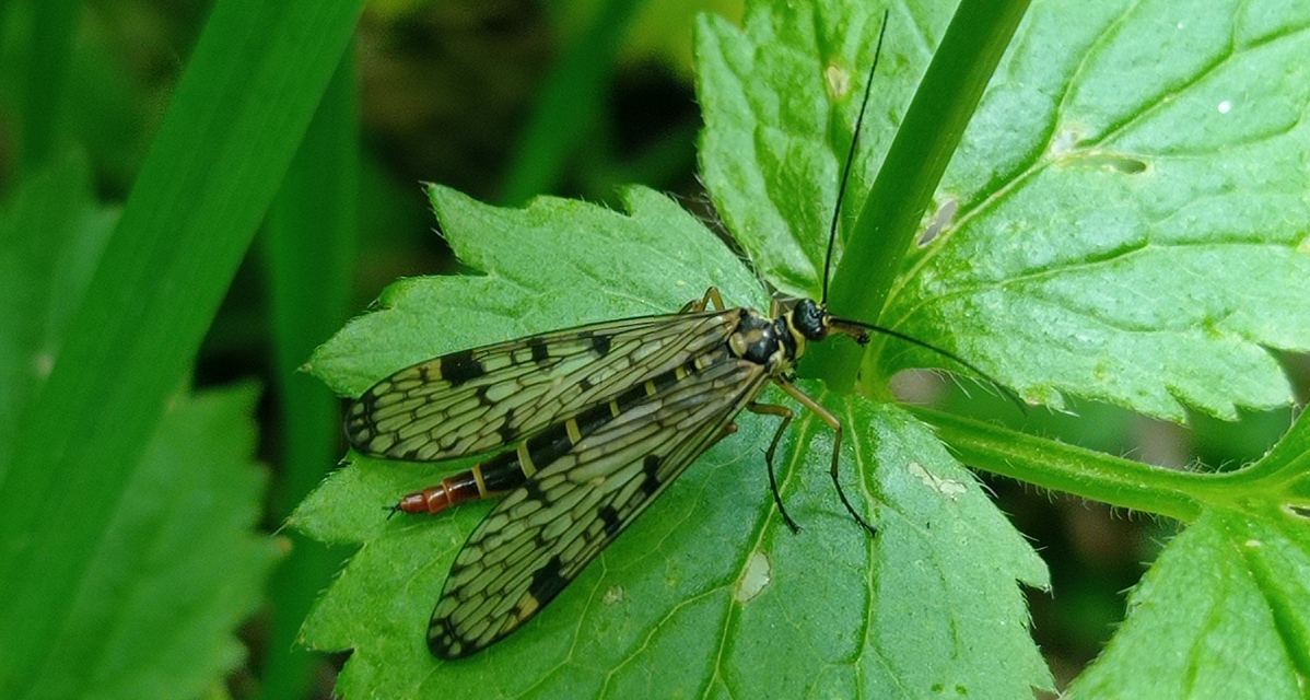 Panorpa hybrida