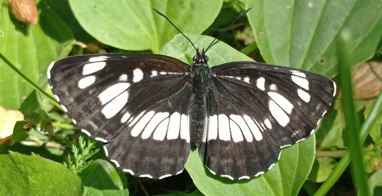 Neptis rivularis - nagy fehérsávoslepke