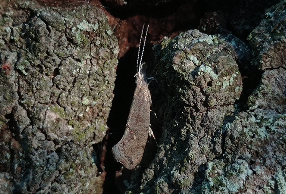 Ypsolopha chazariella - juharfonó tarkamoly