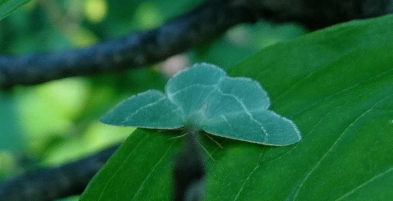 Chlorissa cloraria - sárgászöld araszoló