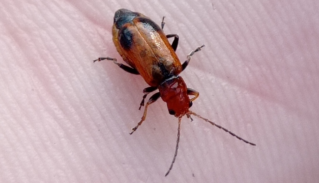 Phyllobrotica adusta - pusztai karcsú-olajosbogár