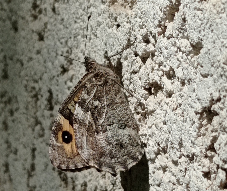 Hipparchia semele - barna szemeslepke