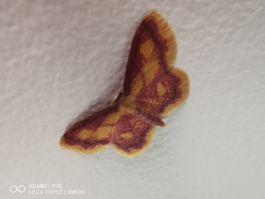 Idaea muricata - mocsári pirosaraszoló