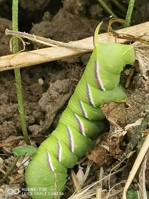 Sphinx ligustri - fagyalszender