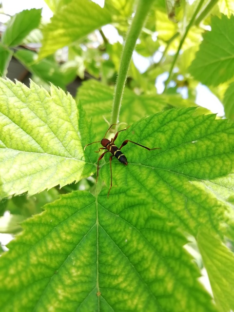 Neoclytus acuminatus - amerikai darázscincér