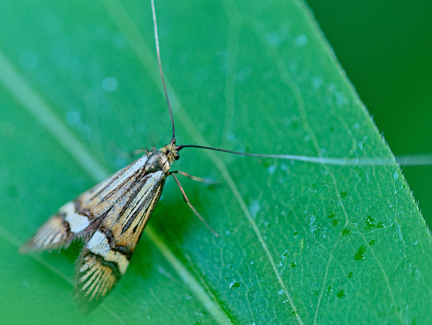 Nemophora degeerella - pompás tőrösmoly