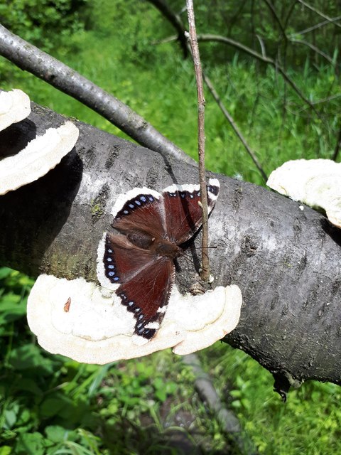 Nymphalis antiopa - gyászlepke