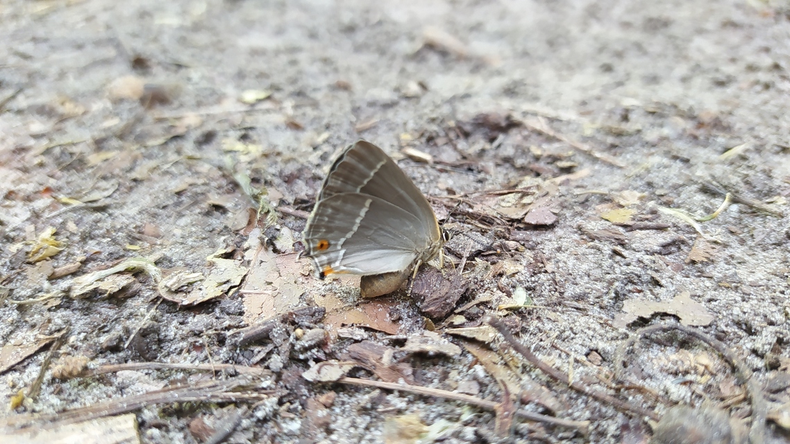 Neozephyrus quercus - tölgyfalepke