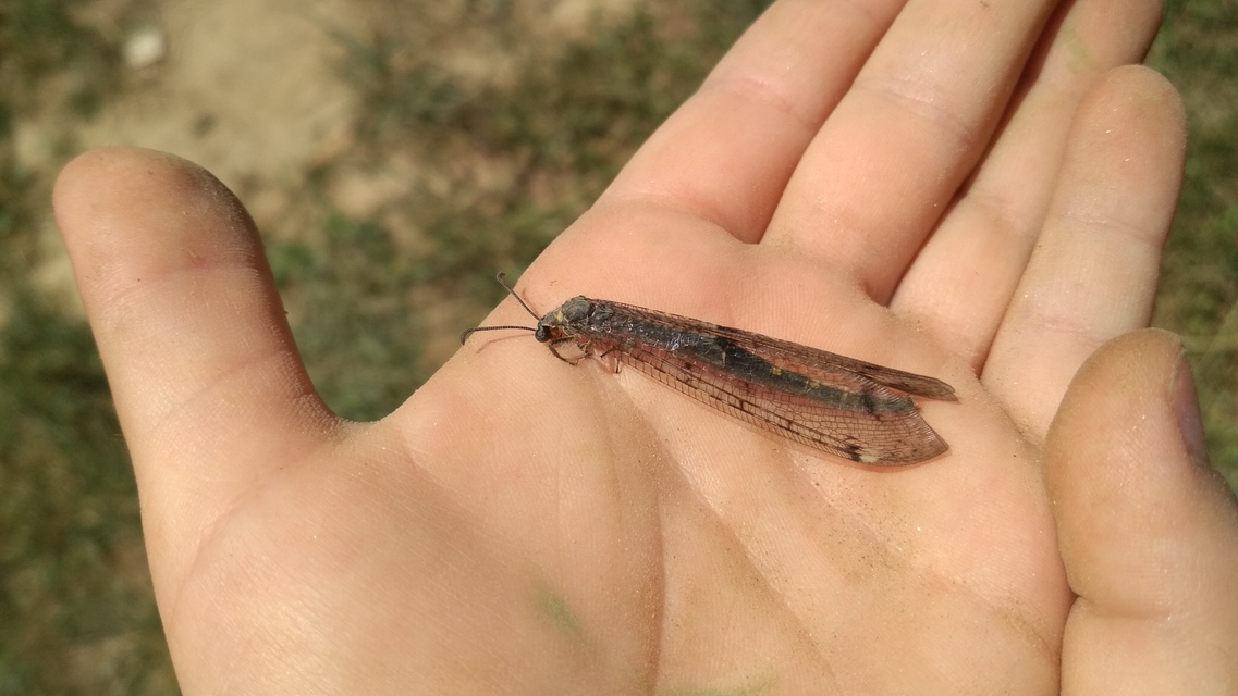 Distoleon tetragrammicus - négyfoltos hangyaleső