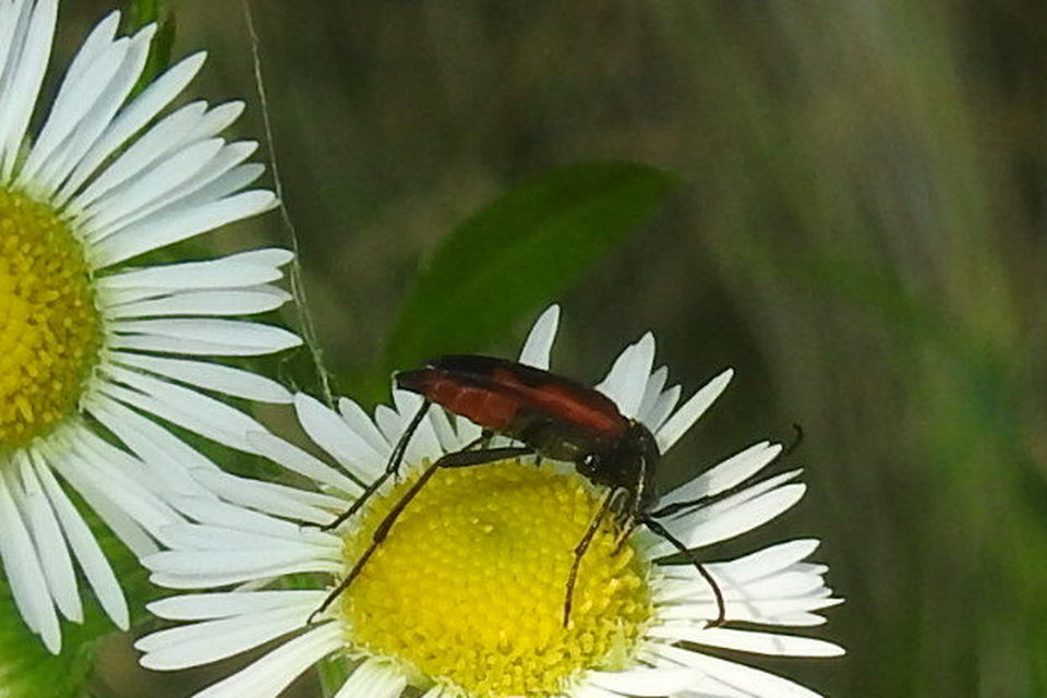 Stenurella bifasciata - kétöves karcsúcincér
