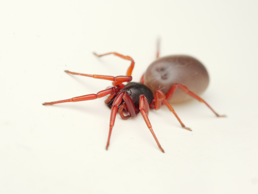 Dysdera