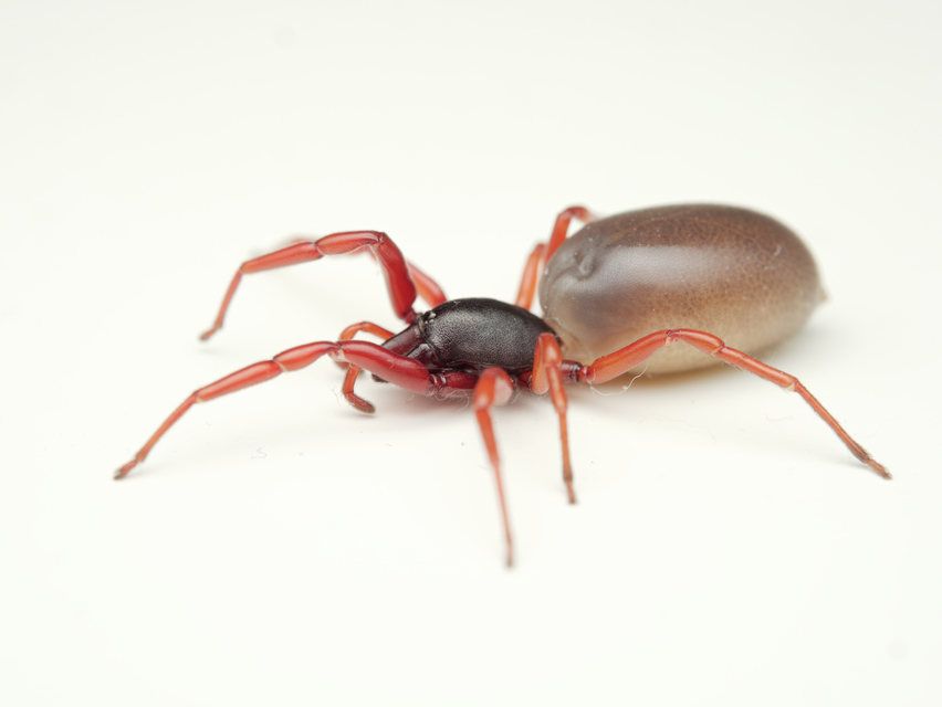 Dysdera