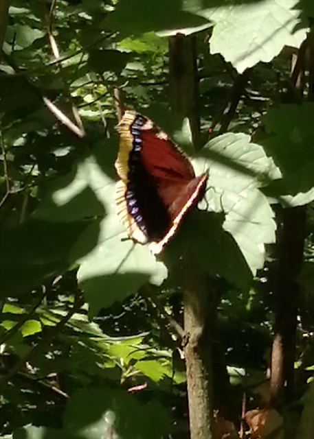 Nymphalis antiopa - gyászlepke