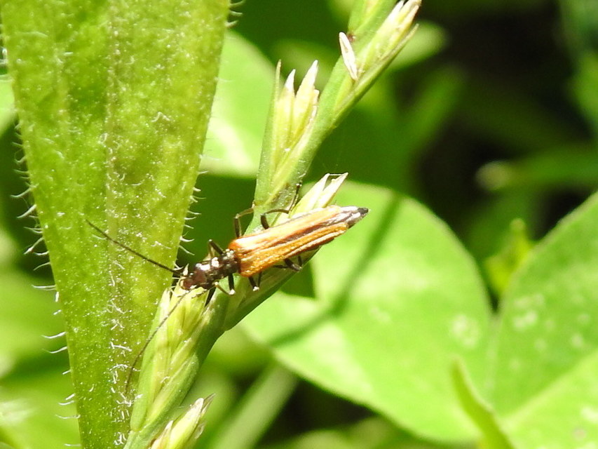 Oedemera femorata - sárgahátú álcincér