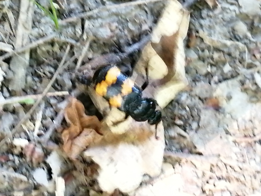 Nicrophorus