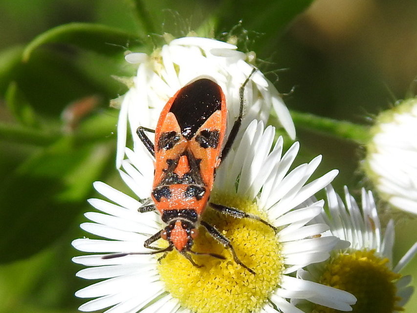 Corizus hyoscyami - piros karimáspoloska