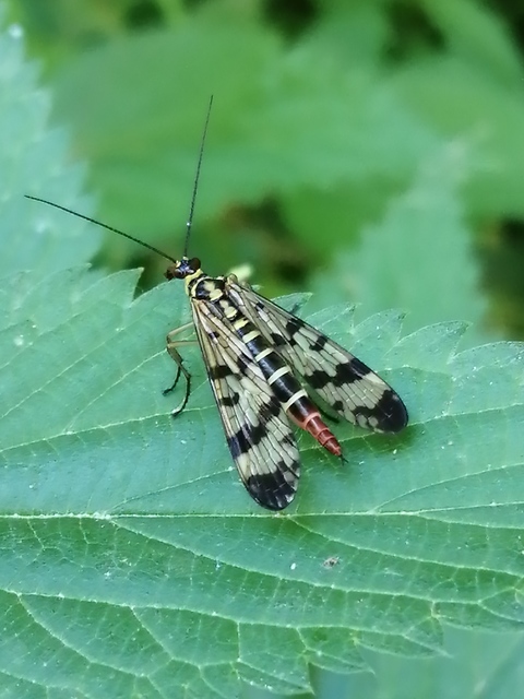 Panorpa communis/vulgaris
