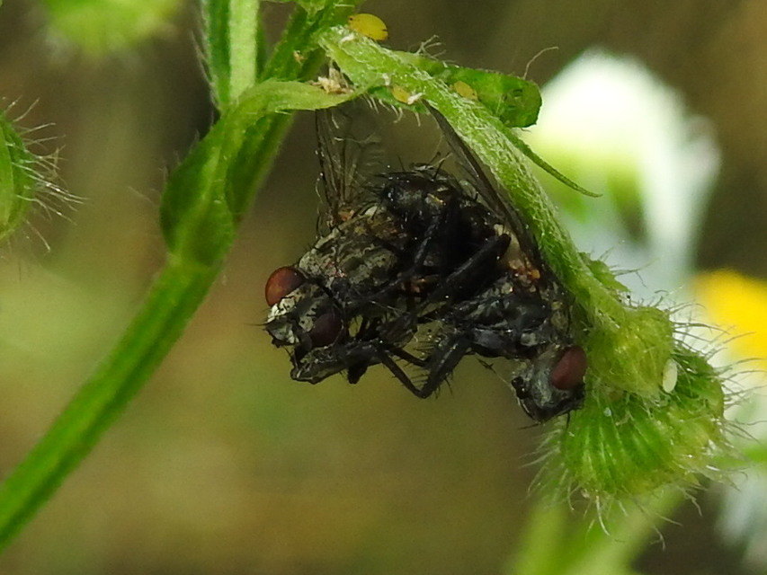 Sarcophagidae - húslégyfélék