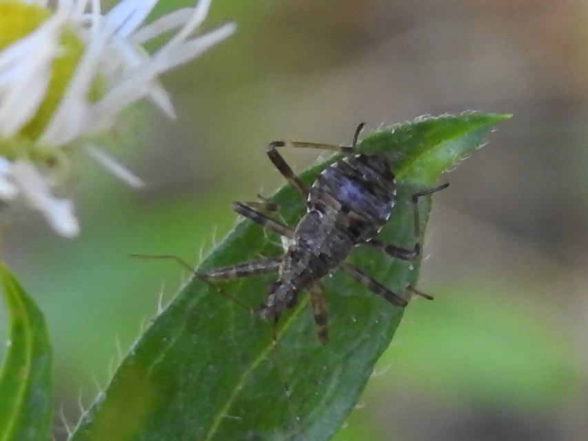 Himacerus apterus - nagy tolvajpoloska