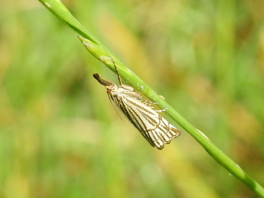 Chrysocramboides craterella - rácsos fűgyökérmoly