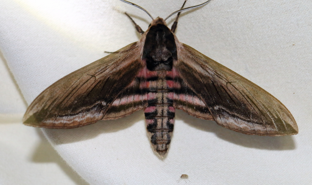 Sphinx ligustri - fagyalszender