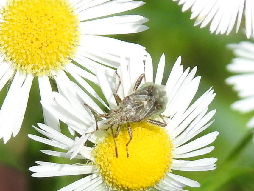 Stictopleurus punctatonervosus Stictopleurus punctatonervosus