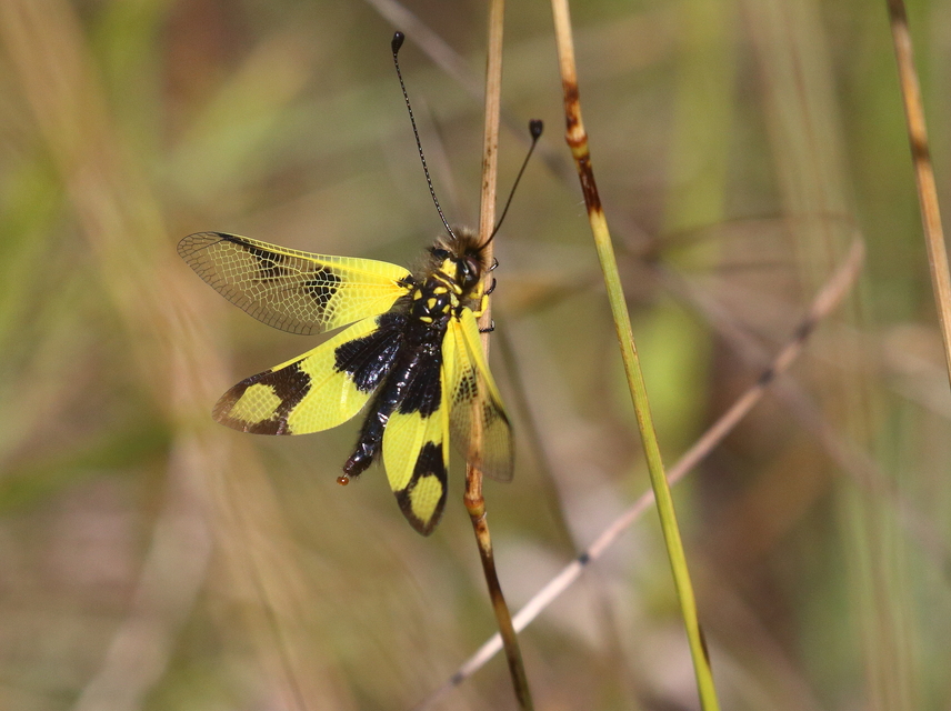 Libelloides macaronius - keleti rablópille