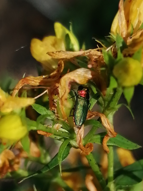 Anthaxia nitidula - ragyogó virágdíszbogár