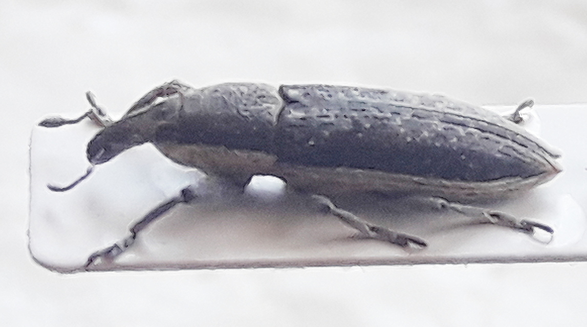 Lixus albomarginatus - fehérszegélyes dudvabarkó