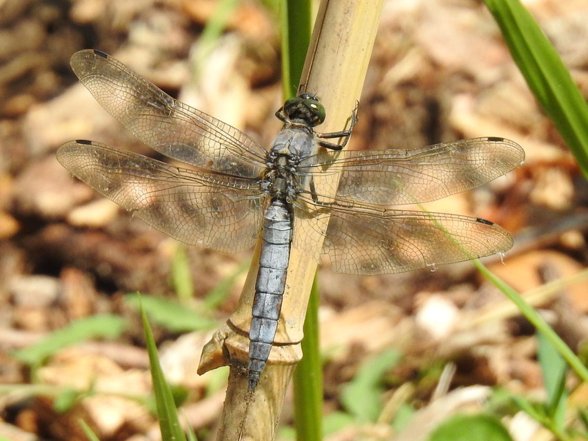 Orthetrum coerulescens - karcsú pásztorszitakötő